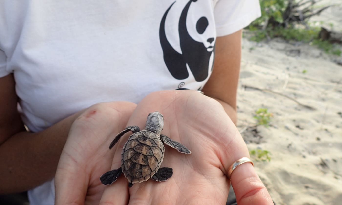 WWF-Australia’s marine scientist, Christine Hof, holds a hawksbill turtle hatchling