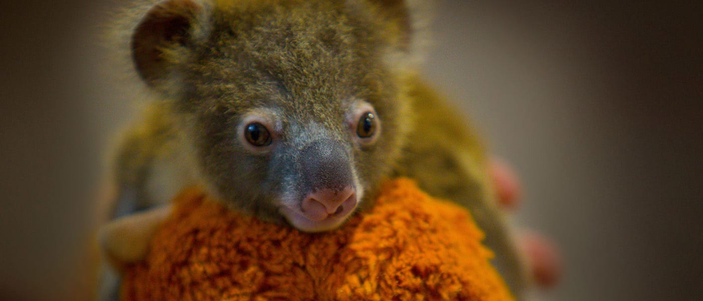 Orphan koala joey, southeast Queensland