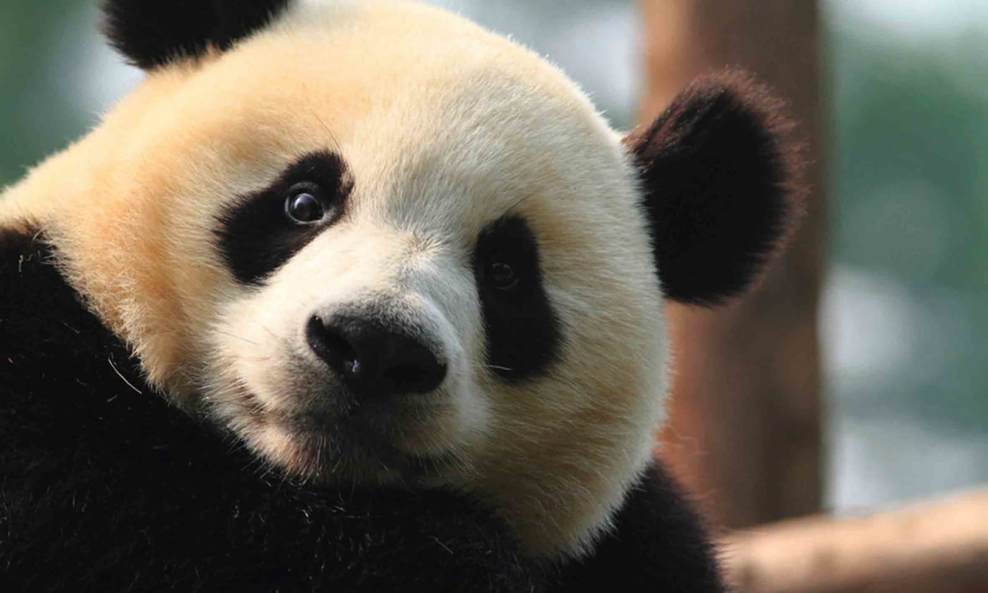 Wild panda (Ailuropoda melanoleuca) in China