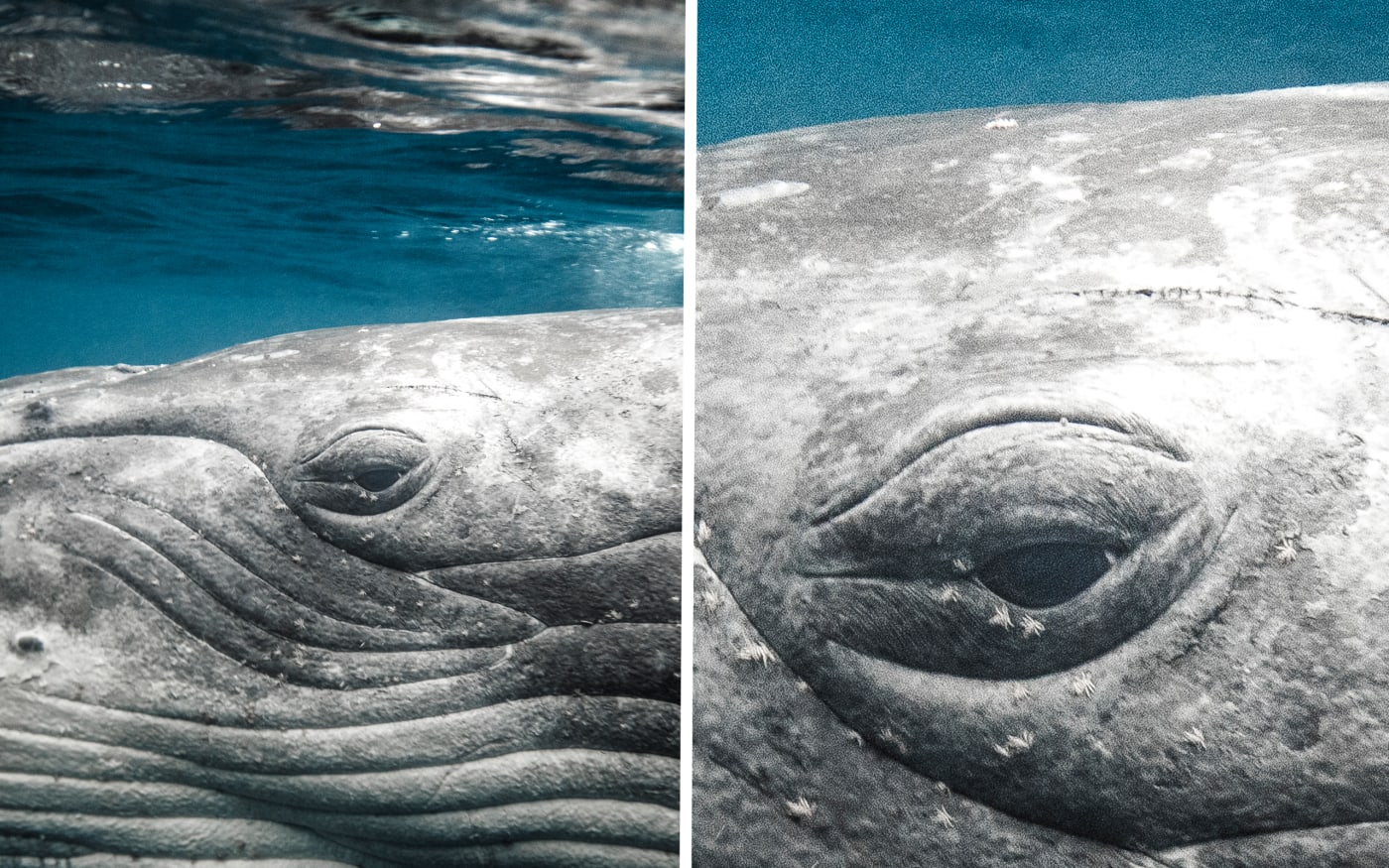 Close up of Humpback whale calf face and eye.