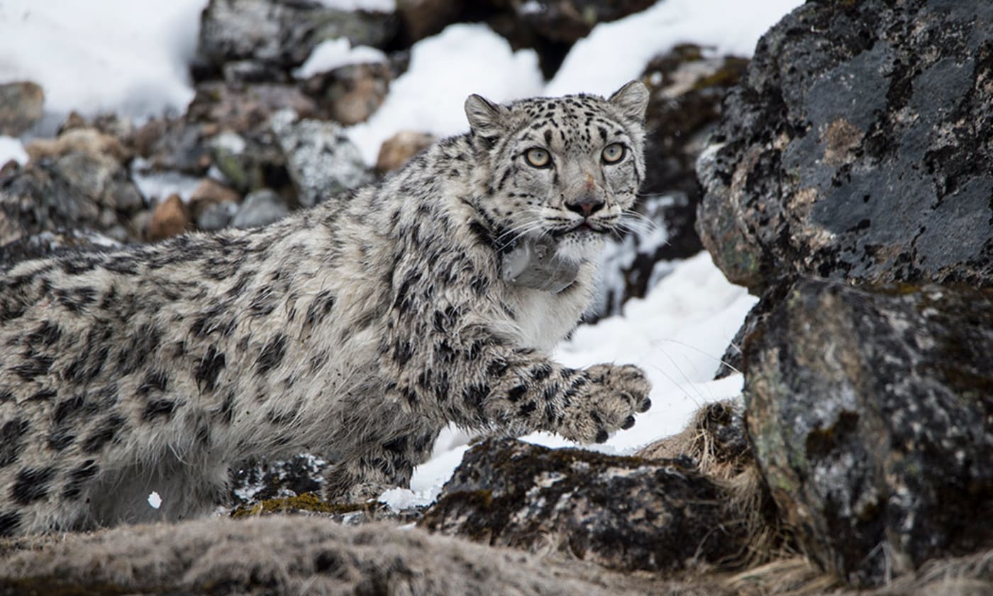 Close up of Yalung, the fourth snow leopard collared in Nepal, May 2017