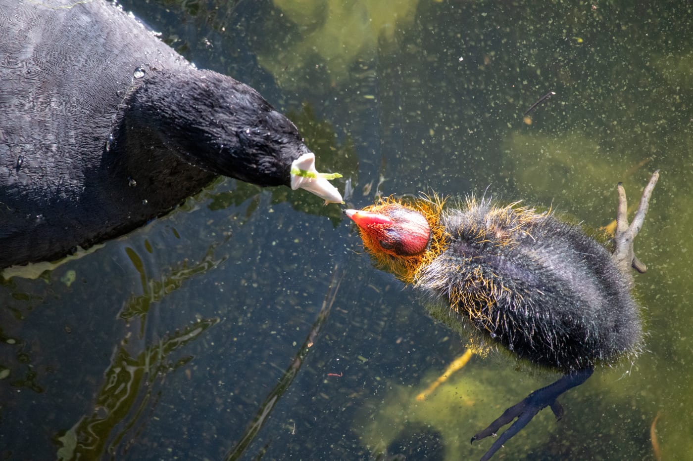 Coot (Fulica atra) feeding its young at Lake Gwelup Nature Reserve
