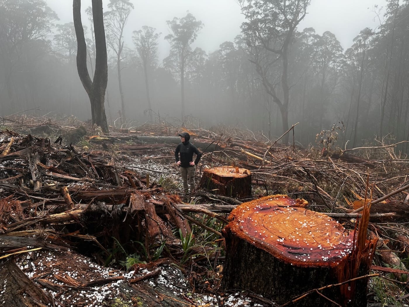 Dr Kita Ashman, Threatened Species and Climate Adaptation Ecologist for WWF-Australia, surveys the destruction in Tallaganda State Forest.