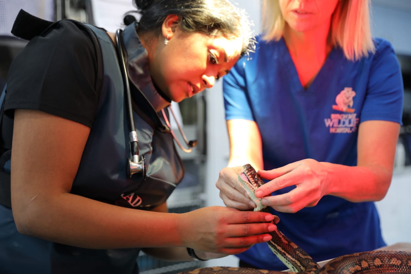 Dr Prishani tending to an injured carpet python with the vets at Byron Bay Wildlife Hospital