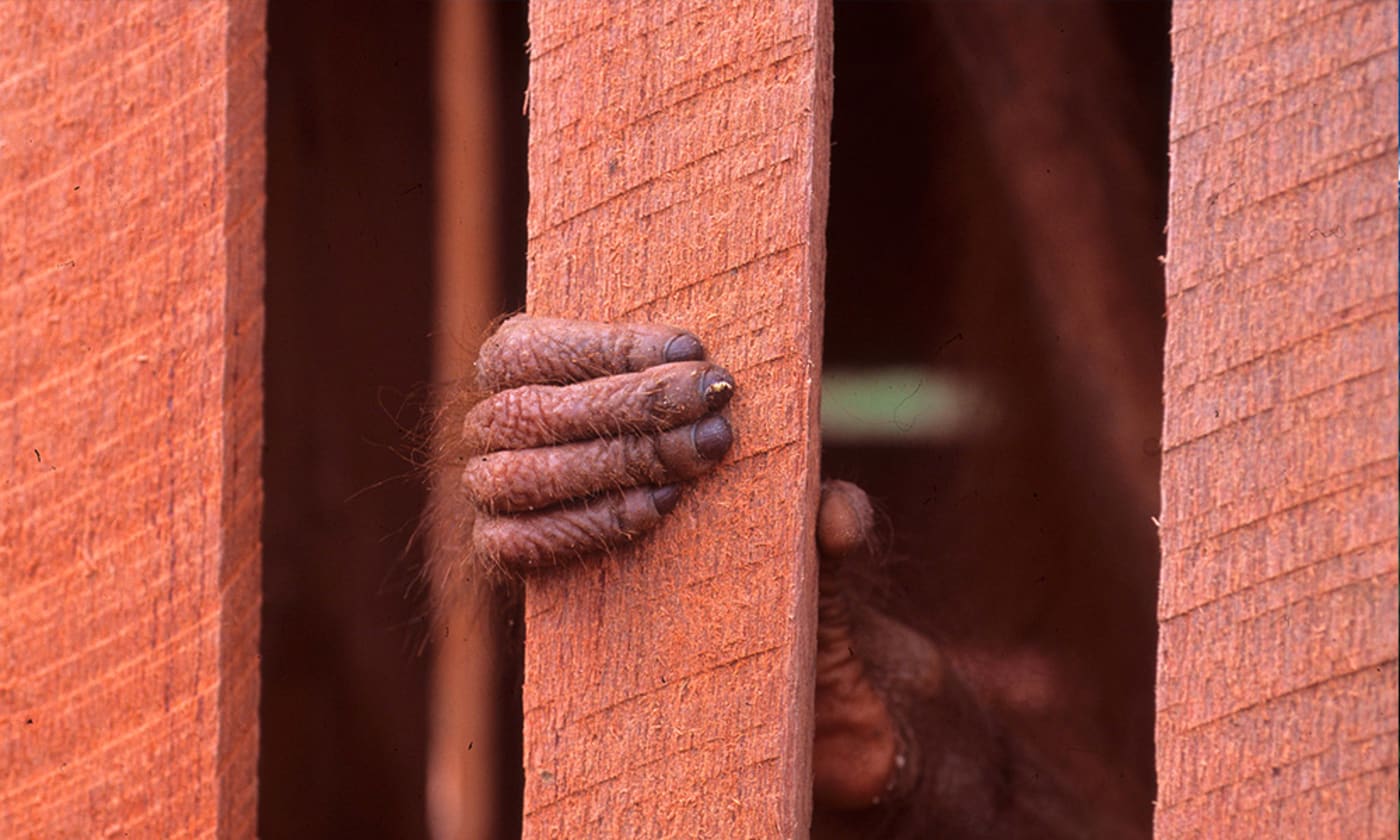 Fingers of a juvenile orangutan (Pongo pygmaeus) in a wooden cage, Central Kalimantan, Indonesia