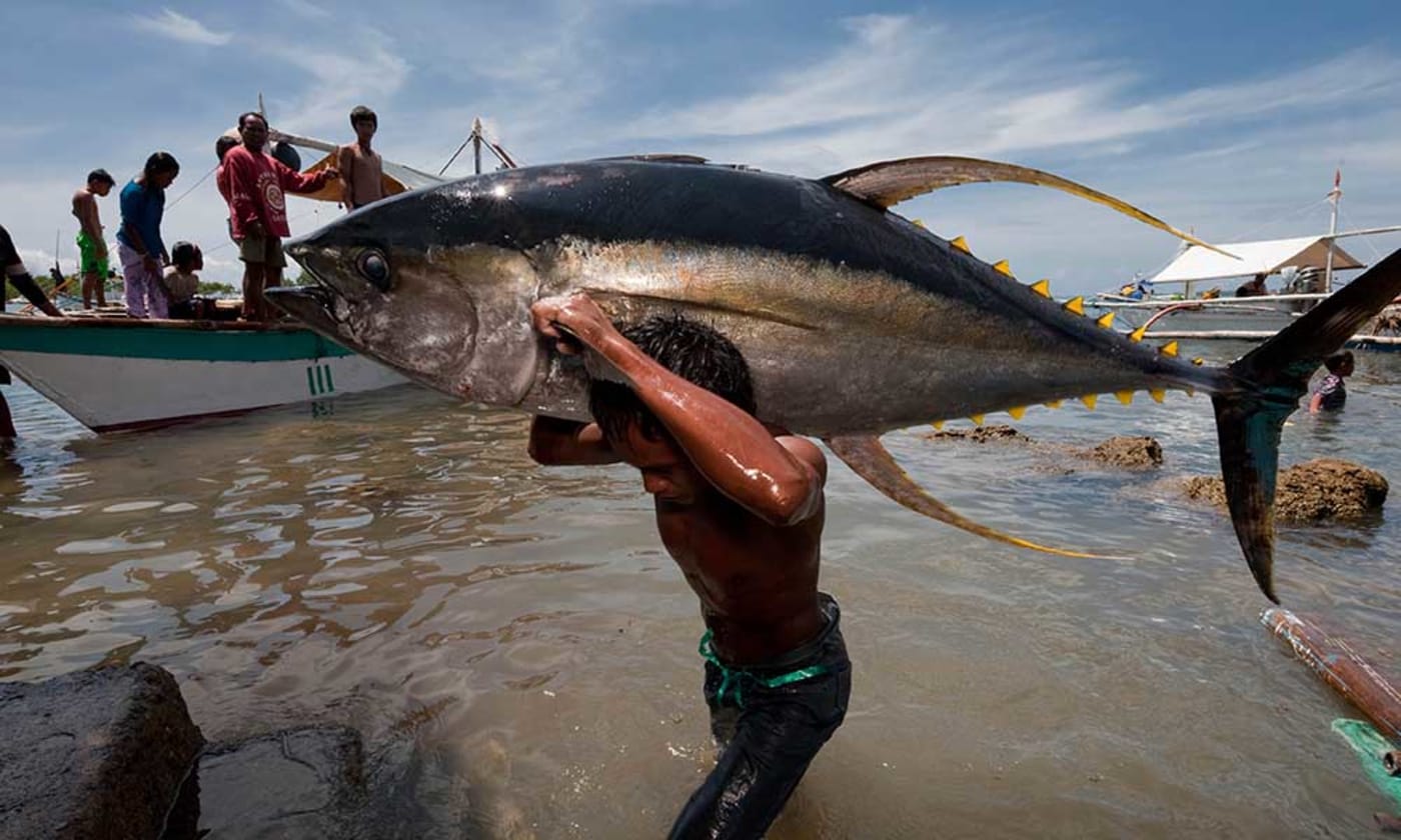 Jacana tuna fish landing. Puerto Princesa, Palawan, Philippines
