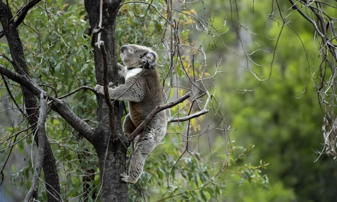 Frankie the koala climbs a tree after his release