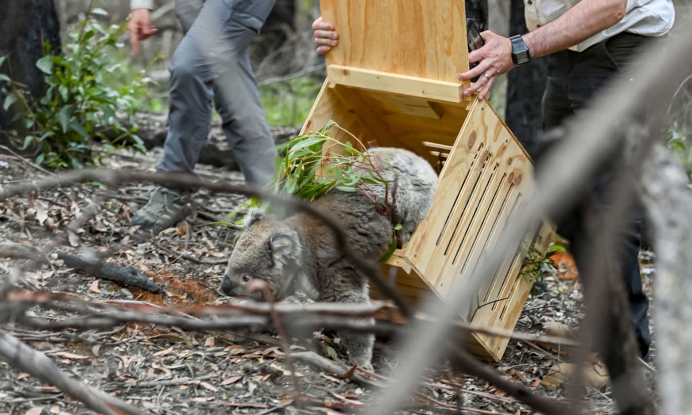 Frankie the koala is released back into the wild