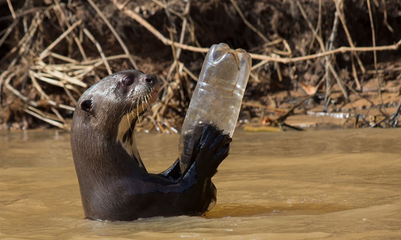 Giant otter (Pteronura brasiliensis) adult playing with plastic bottle, Pantanal, Pocone, Brazil