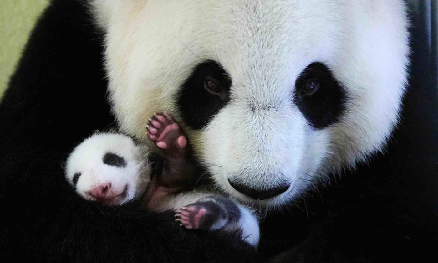 Giant panda (Ailuropoda melanoleuca) female, Huan Huan, holding baby age one month, Beauval Zoo, France