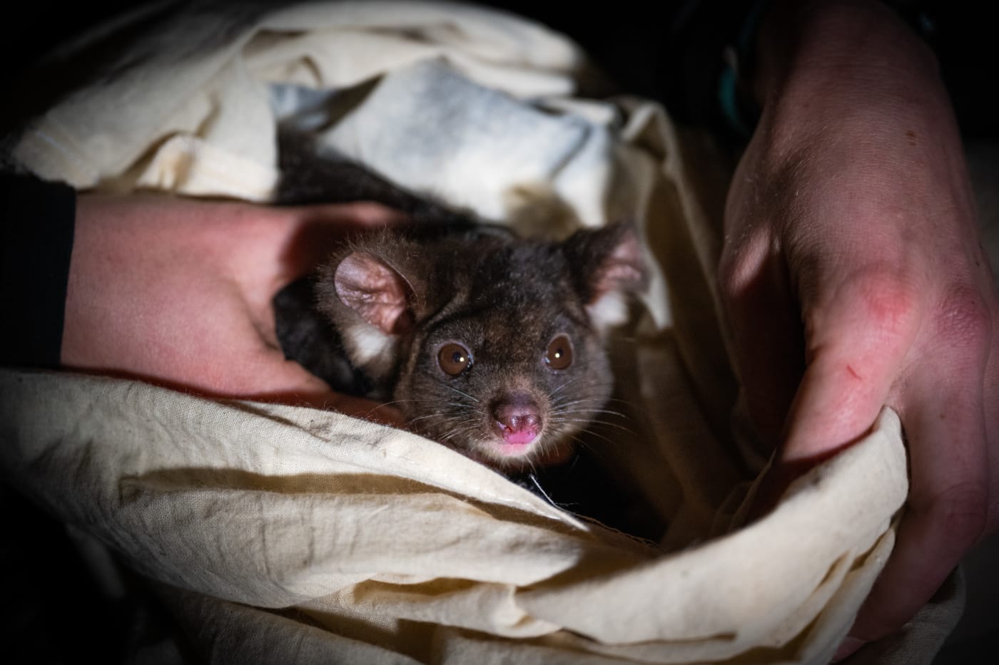 WWF-Australia is partnering with The University of Sydney to deploy GPS collars on greater gliders to get one of the worlds first high-resolution looks into greater glider home ranges and habitat use in bushfire-impacted forests.