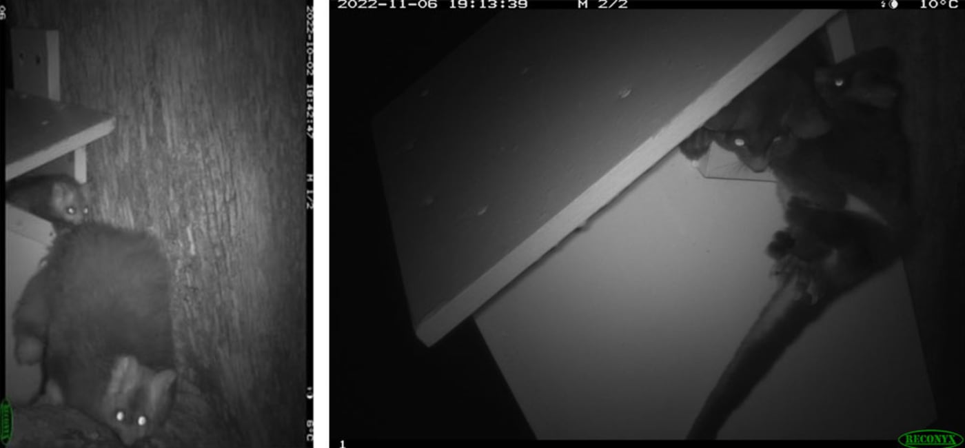 Sensor camera images of greater gliders in nest
