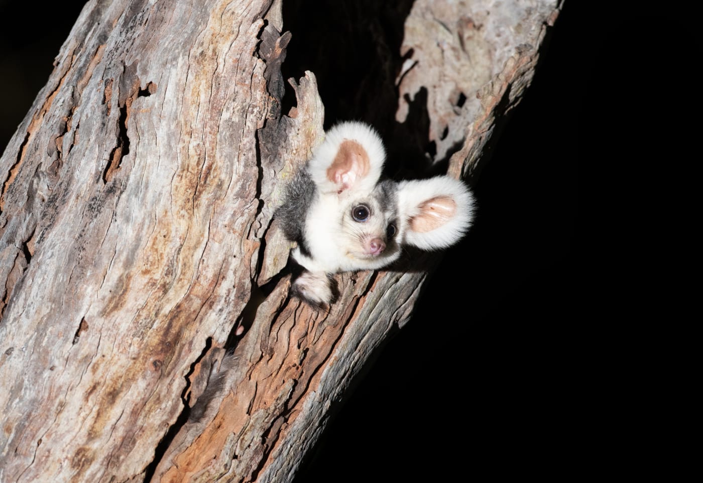 A greater glider peaks his head out from a hollow in an old growth forest.