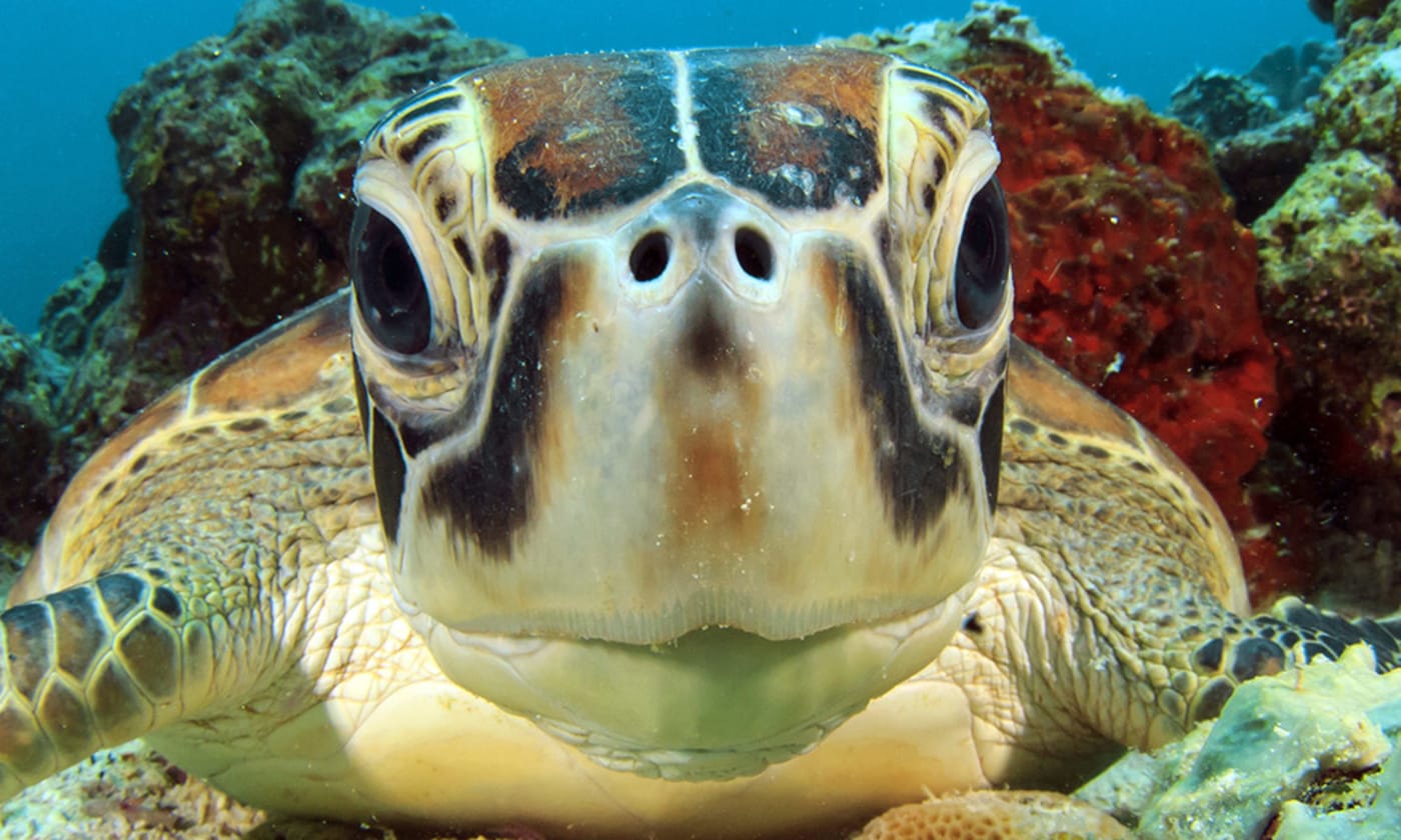 A close up of green turtle (Chelonia mydas)