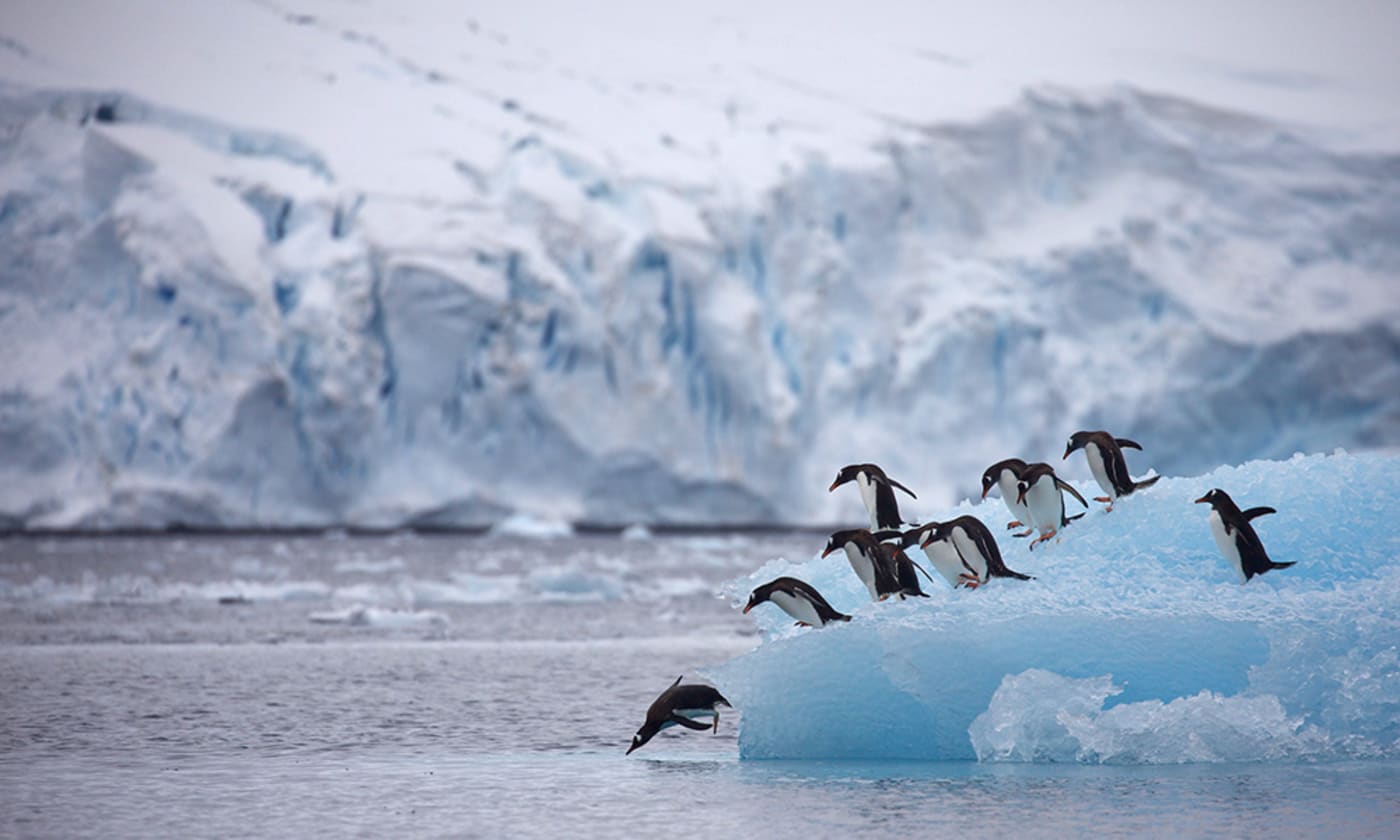 Group of gentoo penguins (Pygoscelis papua) about to dive, Antarctic Peninsula, January 2018