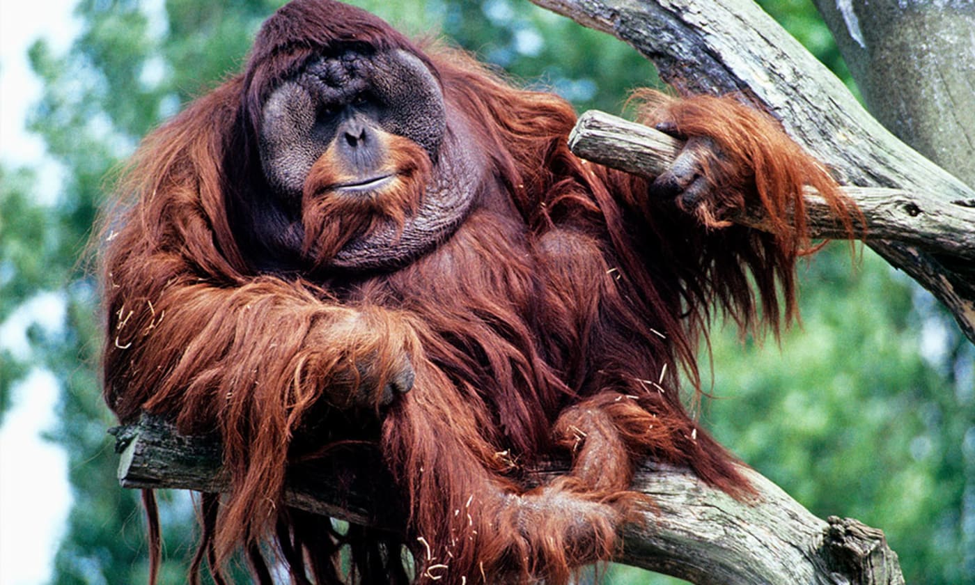 Male Bornean orangutan (Pongo pygmaeus)