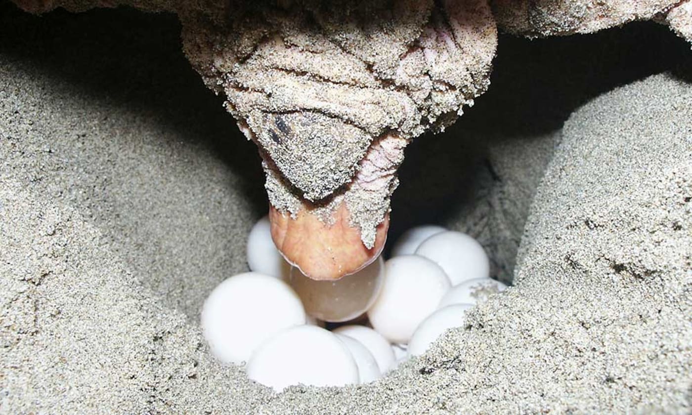 Hawksbill turtle laying eggs, Chiriqui beach, Panama