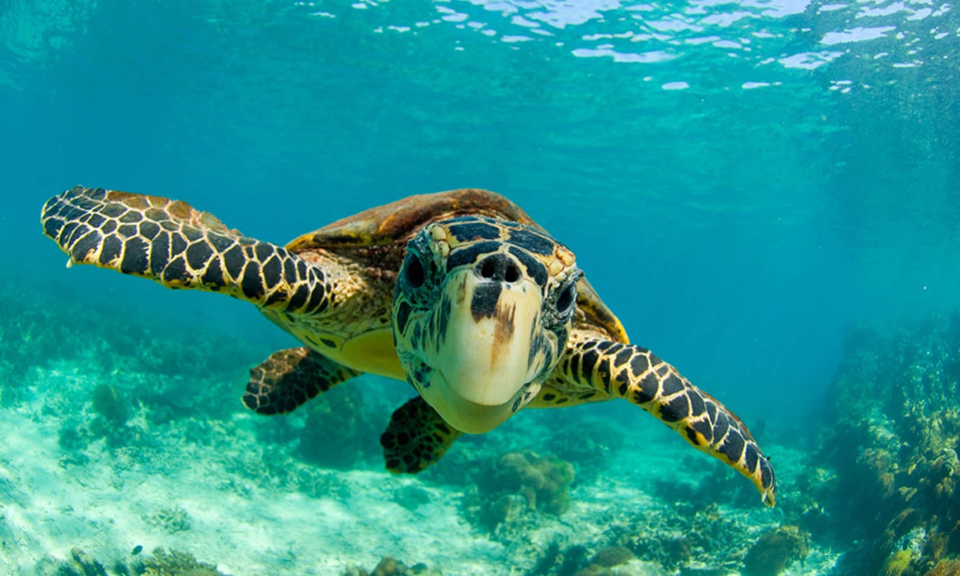 Hawksbill turtle (Eretmochelys imbricata) swimming underwater, Nosy Be, North Madagascar