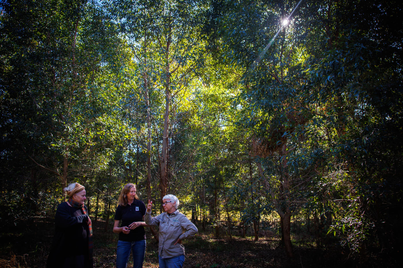 Now just under four years old, the trees tower over property owner Hilary Herrmann, WWF’s Tanya Pritchard, and Bangalow Koala’s Linda Sparrow.