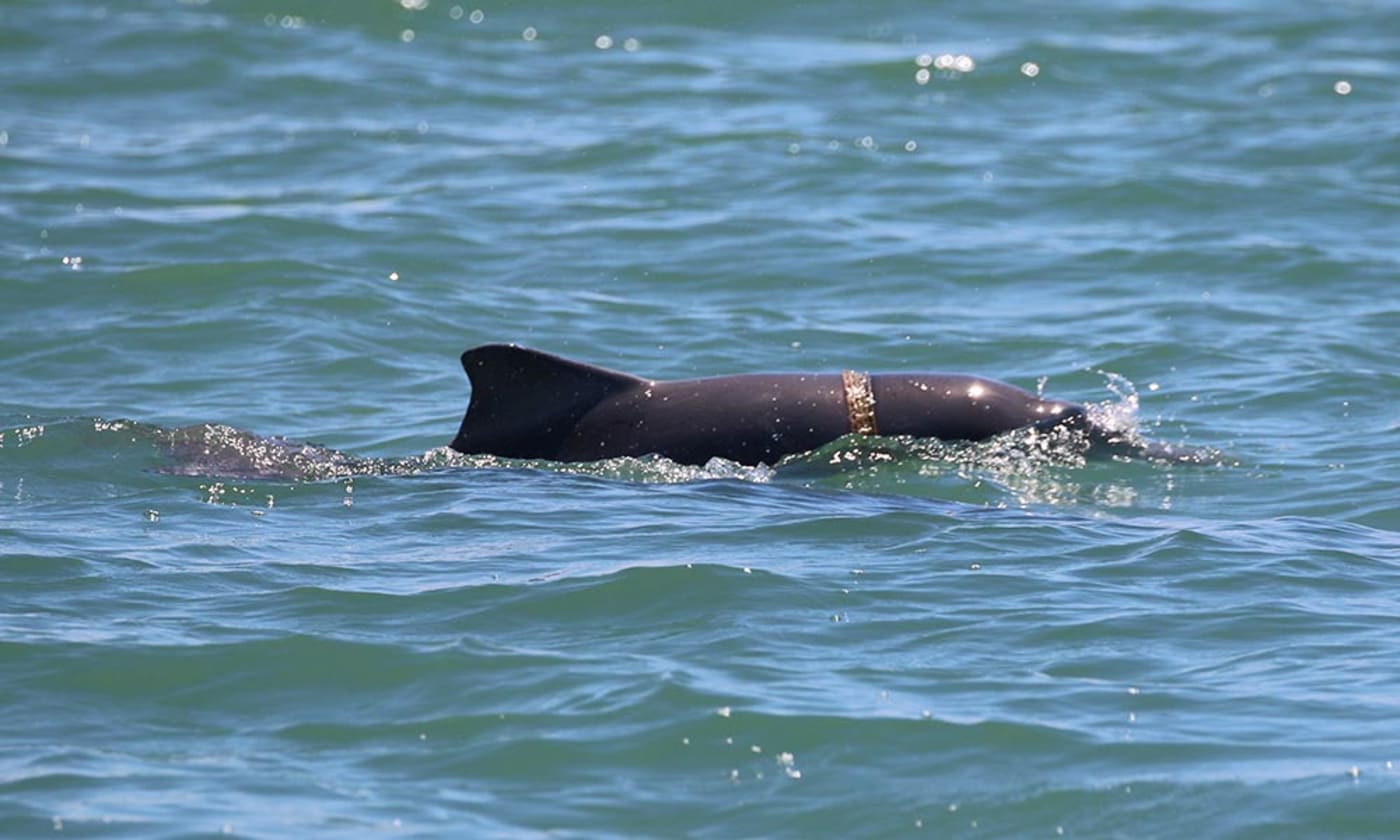 Humpback dolphin calf tangled in marine debris