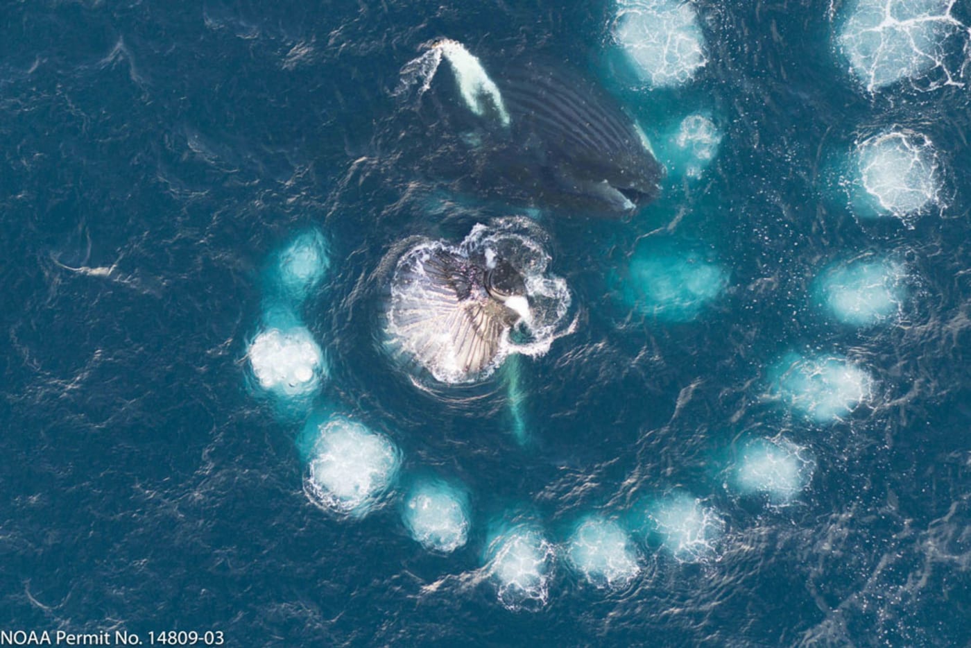 Drone footage of humpback whales bubble net feeding in Antarctica