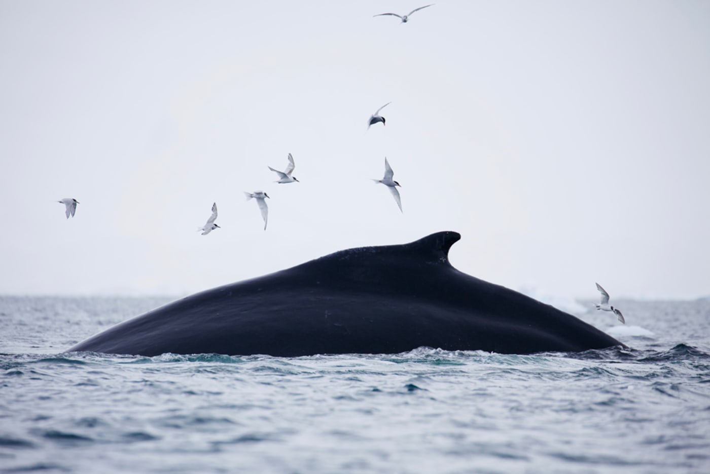 Humpback whale (Megaptera novaengliae) feeds on Antarctic krill in Fournier Bay, Antarctic Peninsula