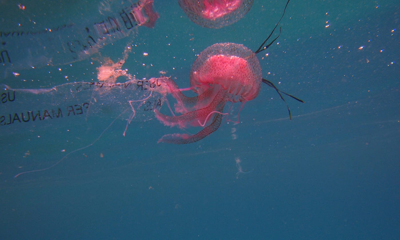 Jellyfish (Pelagia noctiluca) trapped in plastic. Kornati, Croatia