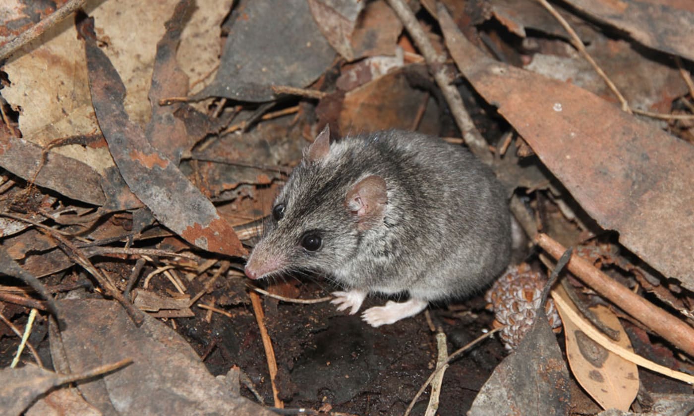 The endangered Kangaroo Island dunnart has had fires burn through its known habitat on Kangaroo Island. The species may now be on the very brink of extinction. WWF's support will be used to prevent the threatened Kangaroo Island dunnart, and other species, from extinction