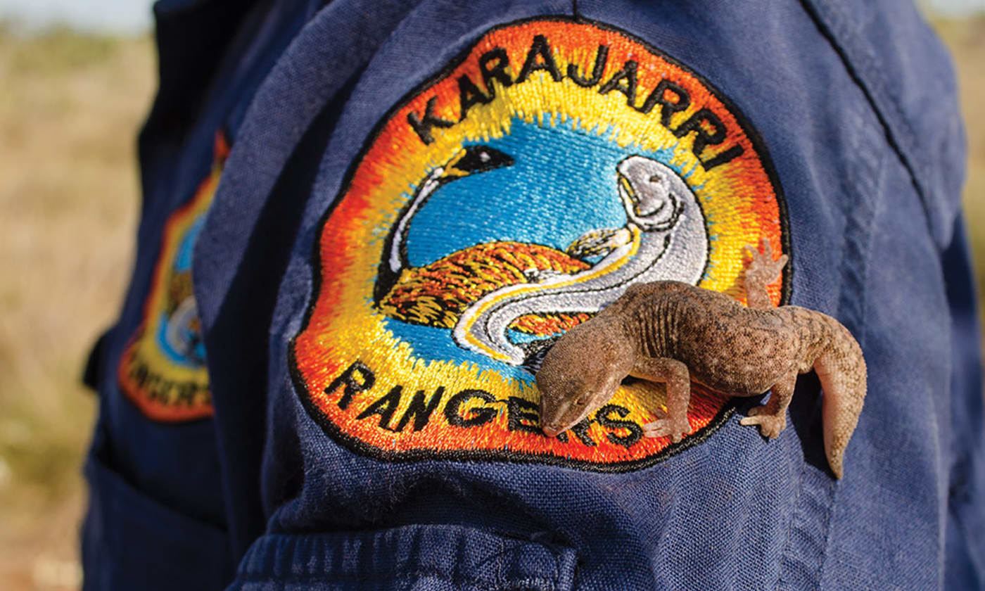 Karajarri ranger Gerard Bennett with a variable fat-tailed gecko (Diplodactylus conspicillatus), Kimberley