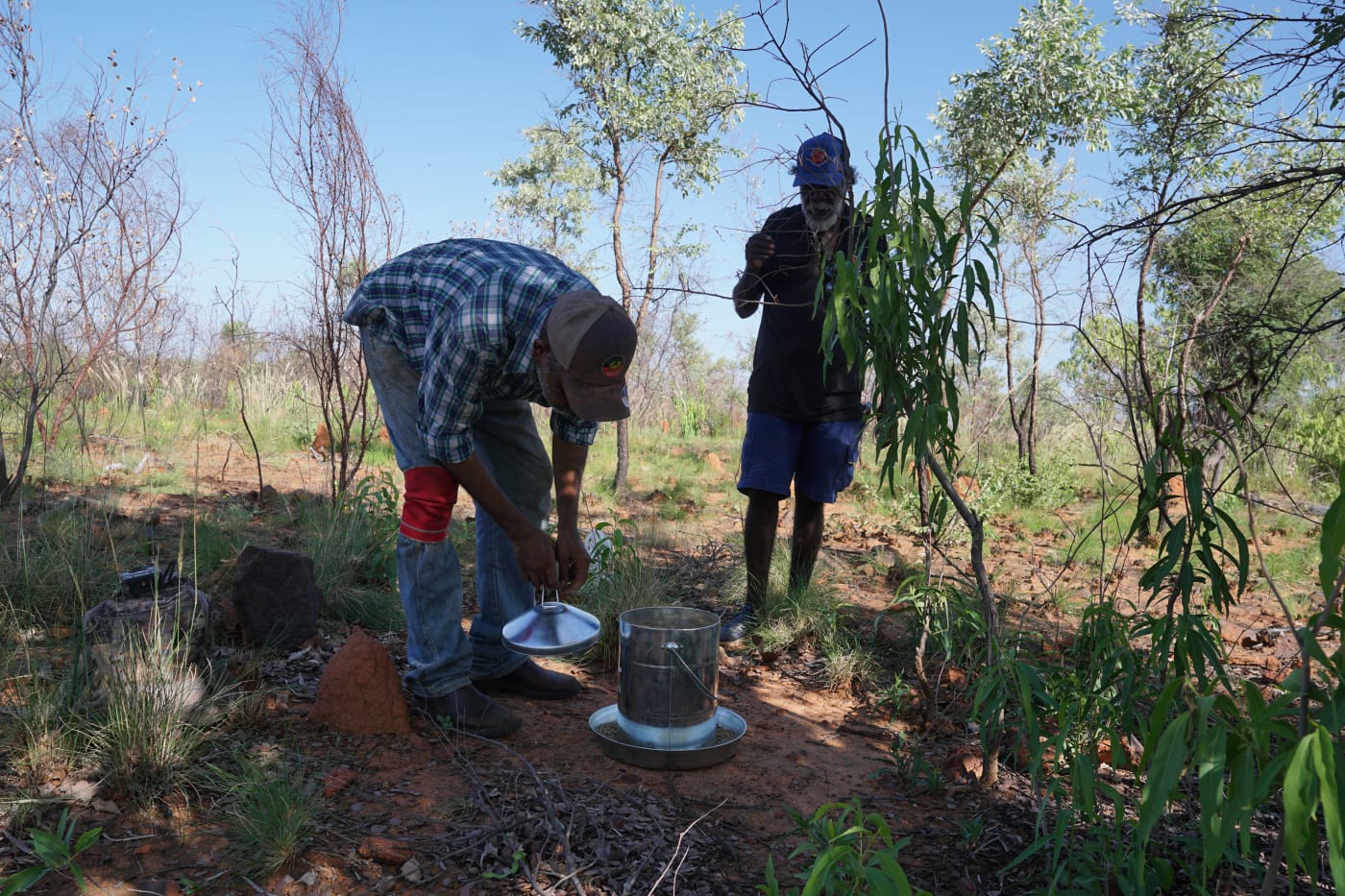 Nyikina Mangala Ranger Albert Watson (left) and Head Ranger William Watson (right) about to fill a turkey feeder with kangaroo pellets as supplementary feed for wiliji at Erskine Range (Malarabba) in the West Kimberley region.