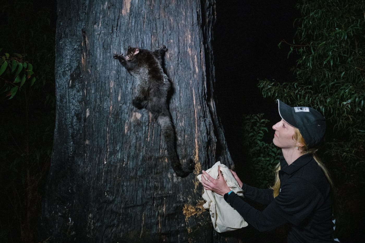 Dr Kita Ashman, WWF-Australia's Threatened Species & Climate Adaptation Ecologist, releasing a GPS collared greater glider