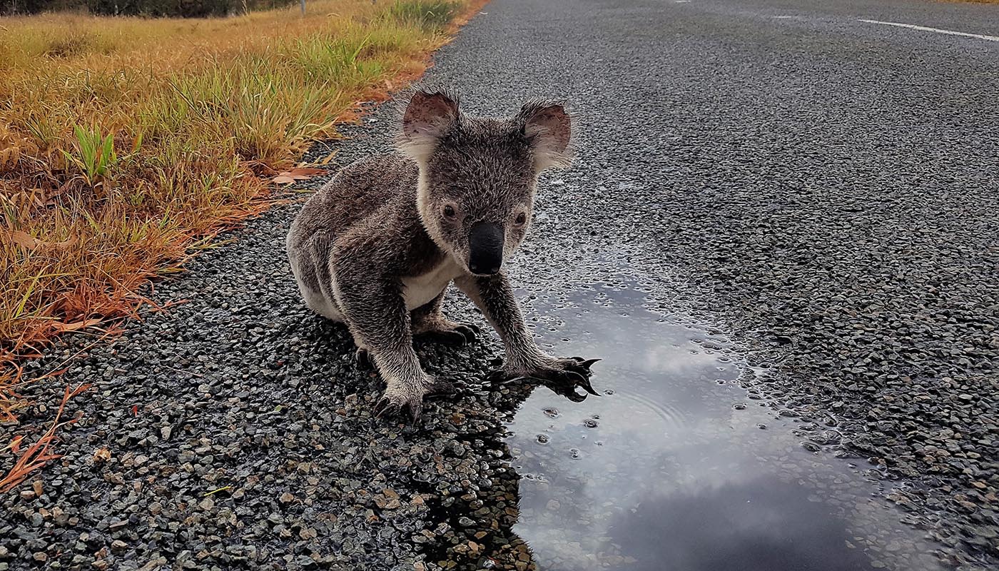 Koala on the road by a puddle of water