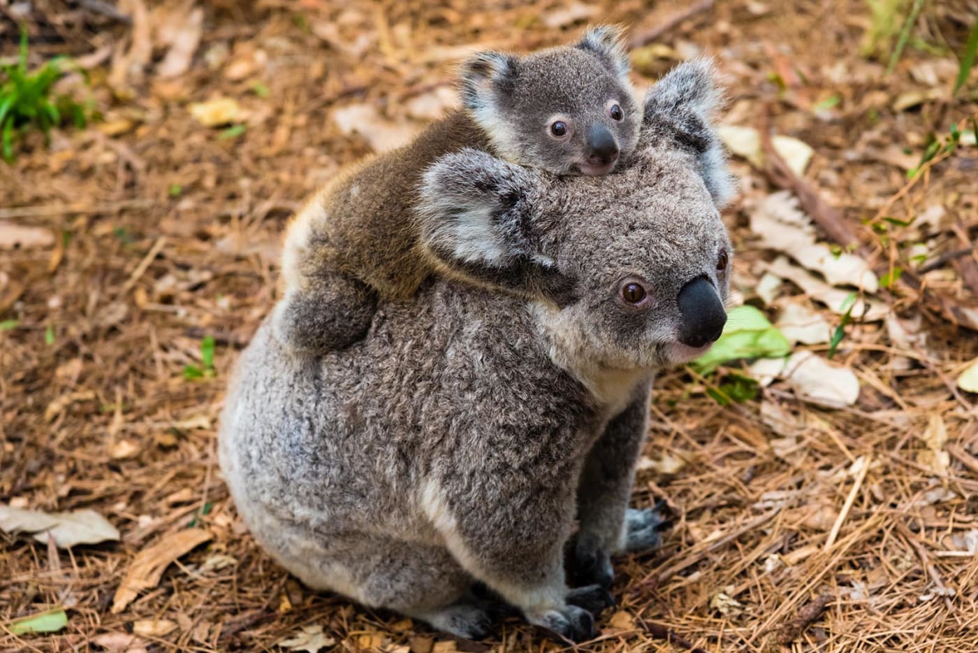 Koala mother with a joey on her back sits on the ground.