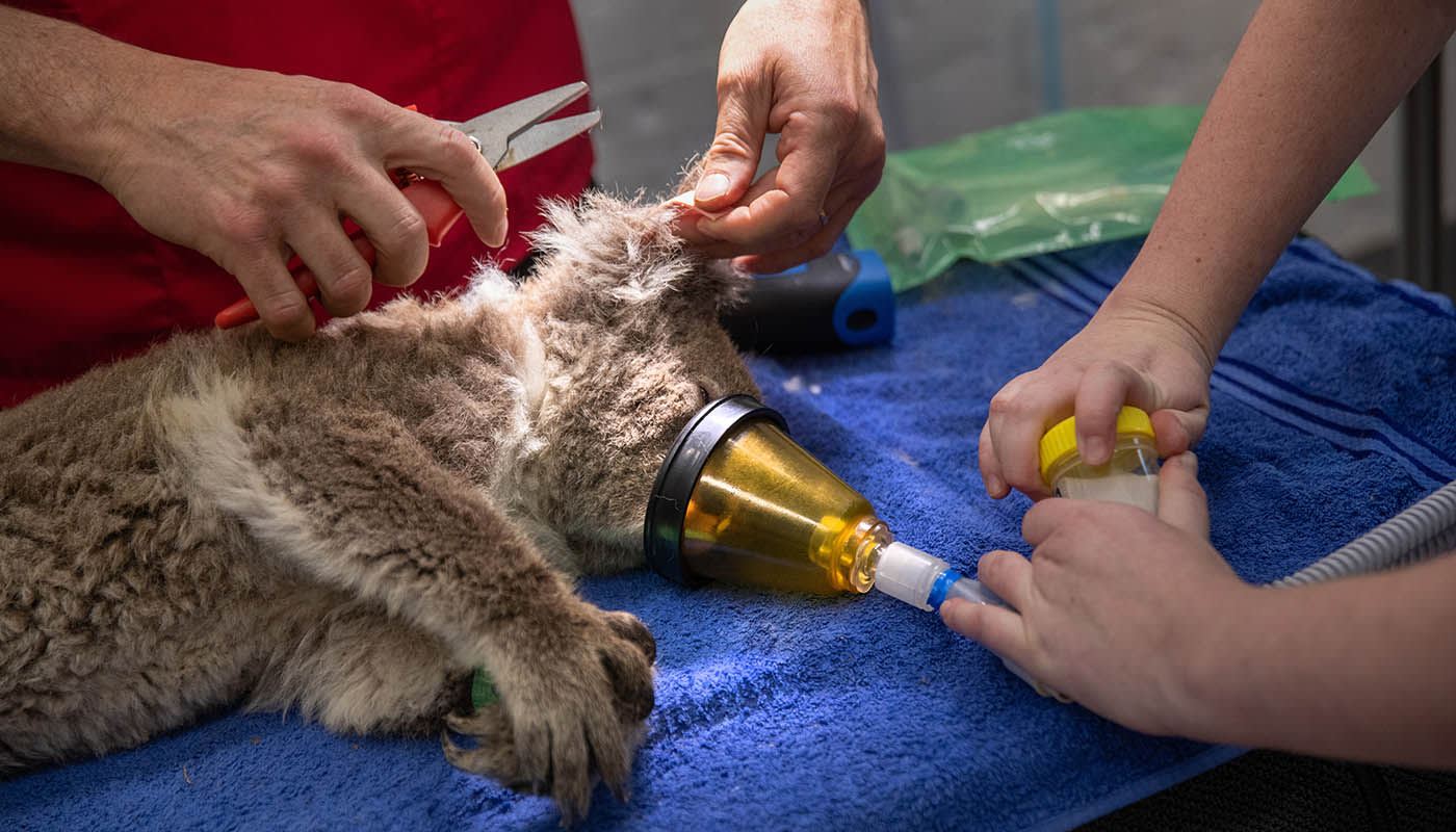 Koala lays on hospital bed under general anesthetic