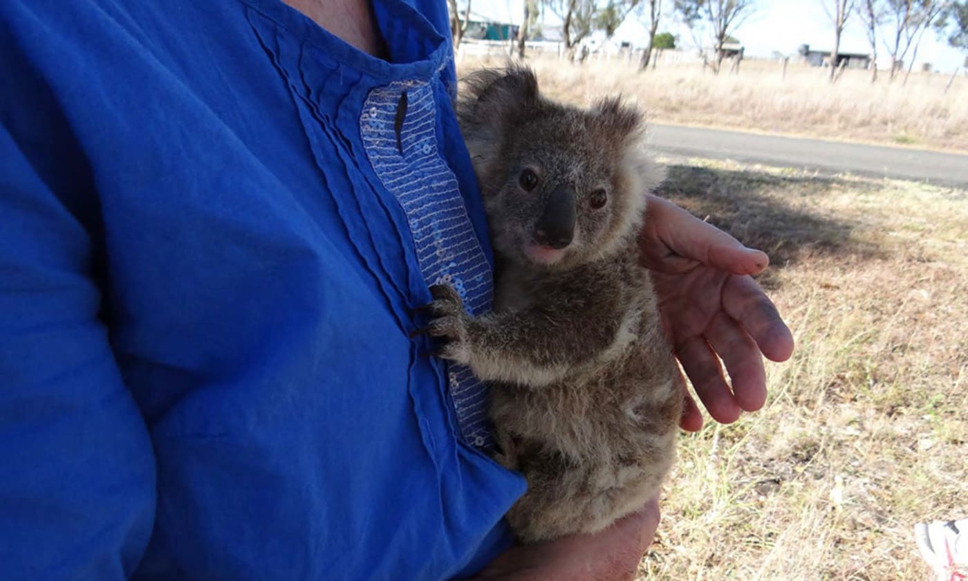 Rescued koala joey in hands, southeast Queensland