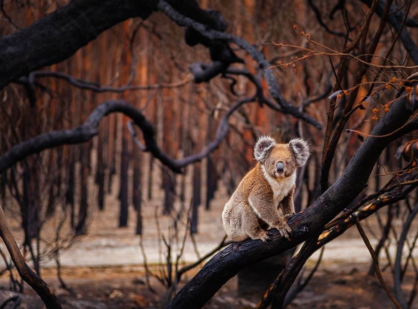 A koala on a burnt tree, Kangaroo Island
