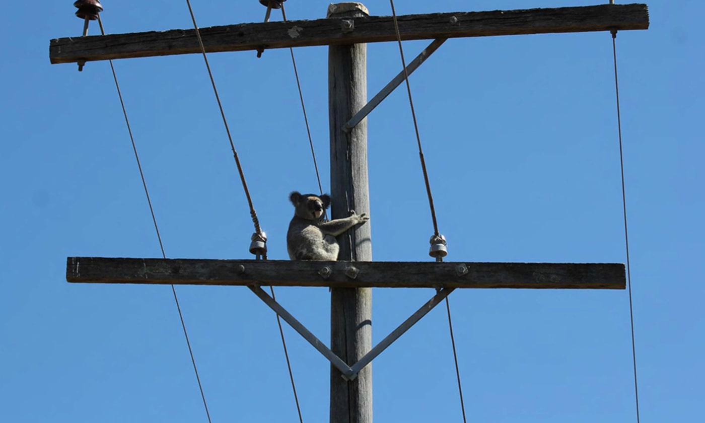 Koala taking refuge on a power pole, southeast Queensland
