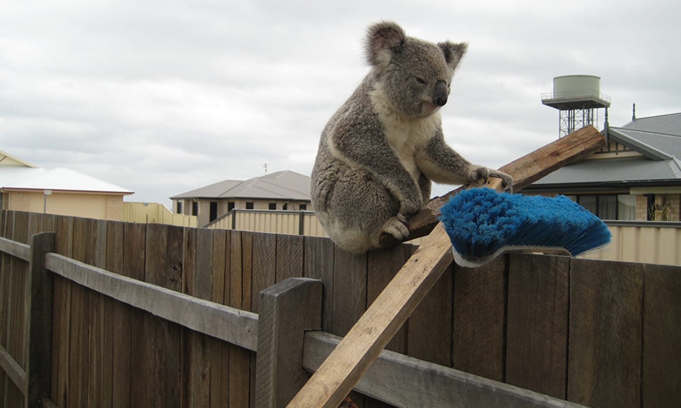 Koala taking refuge on suburban fence, southeast Queensland