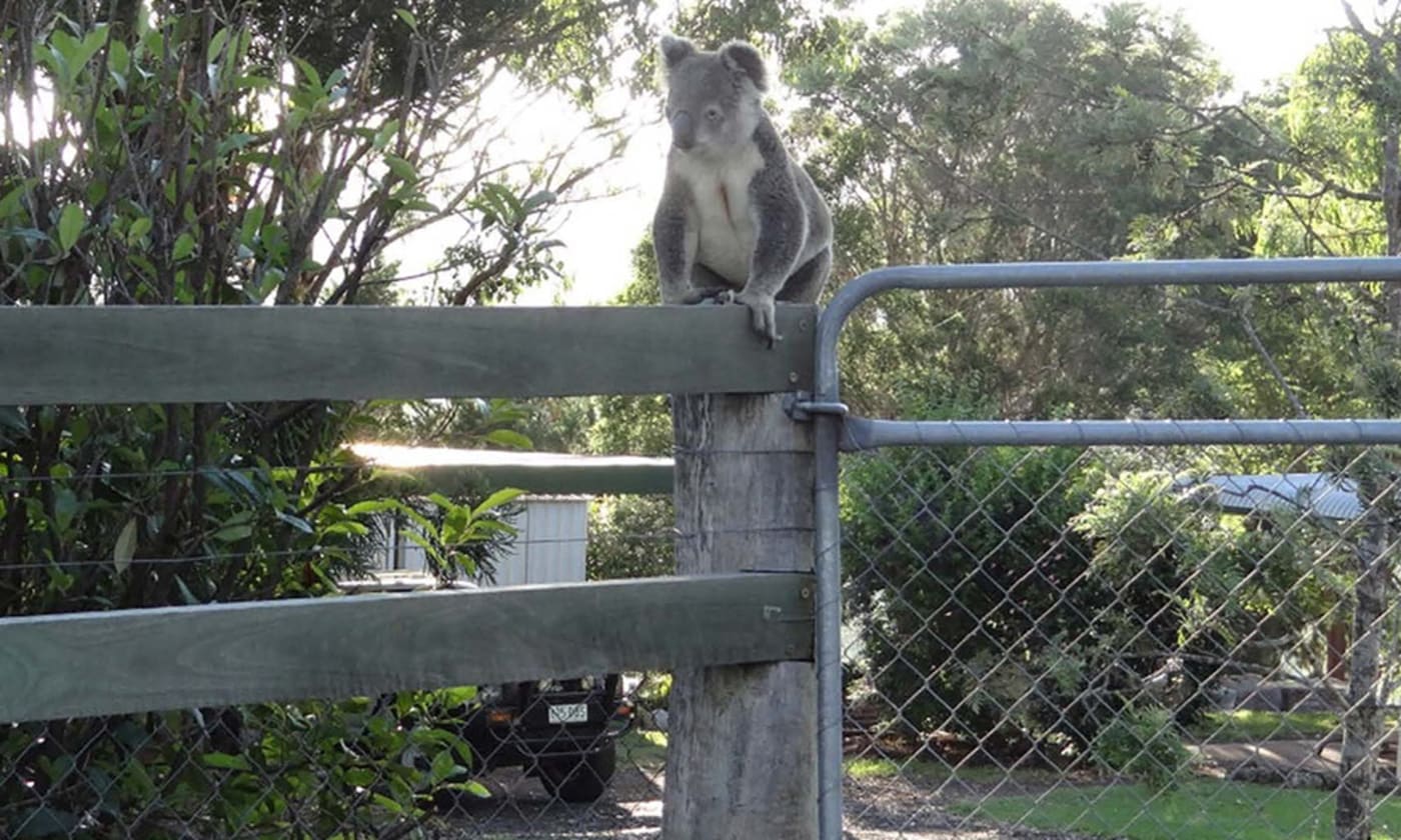 Koala on suburban fence, southeast Queensland