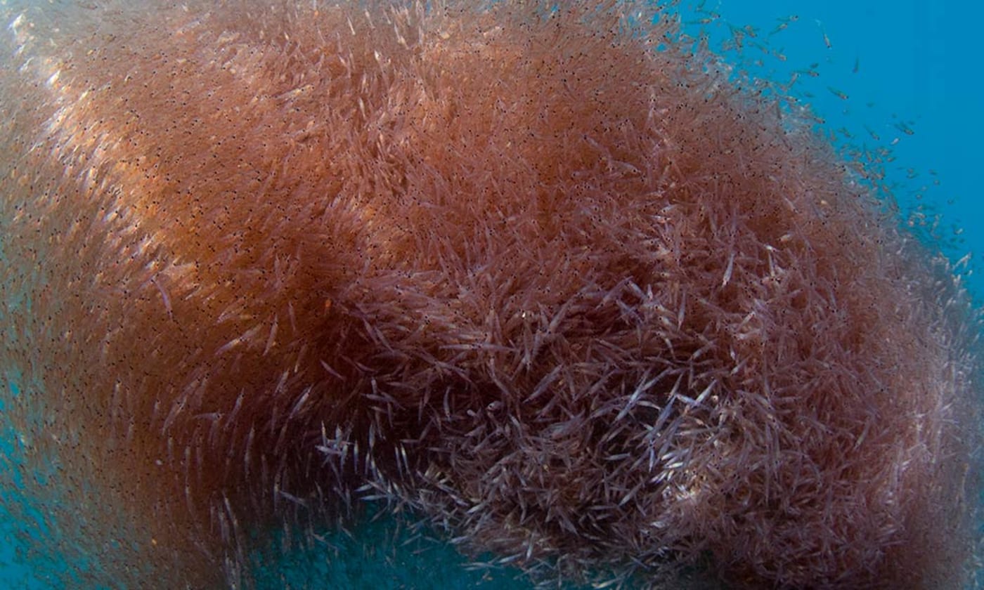 Krill (Thysanoessa spinifera) underwater