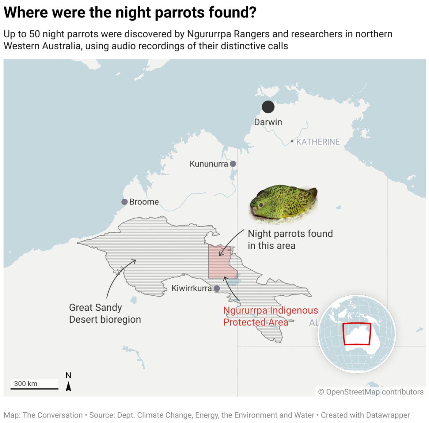 Up to 50 night parrots were discovered by Ngururrpa Rangers and researchers in northern Western Australia, using audio recordings of their distinctive calls