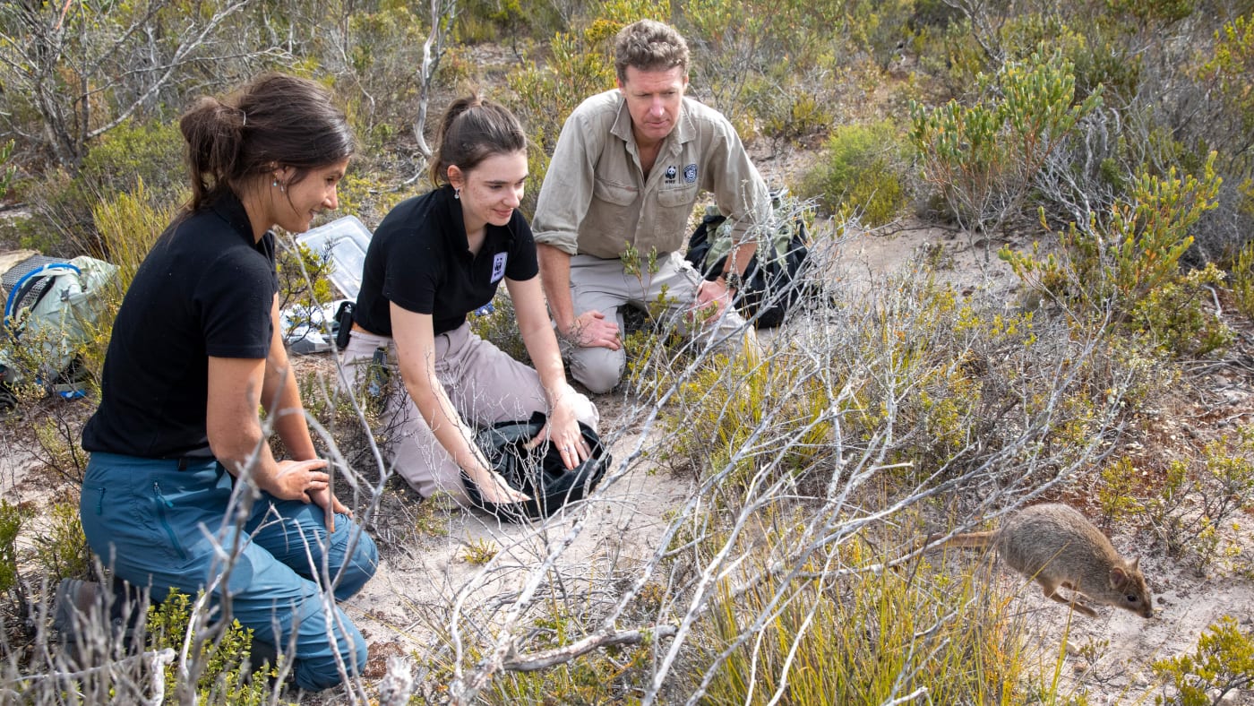 Researchers release a bettong during recent monitoring