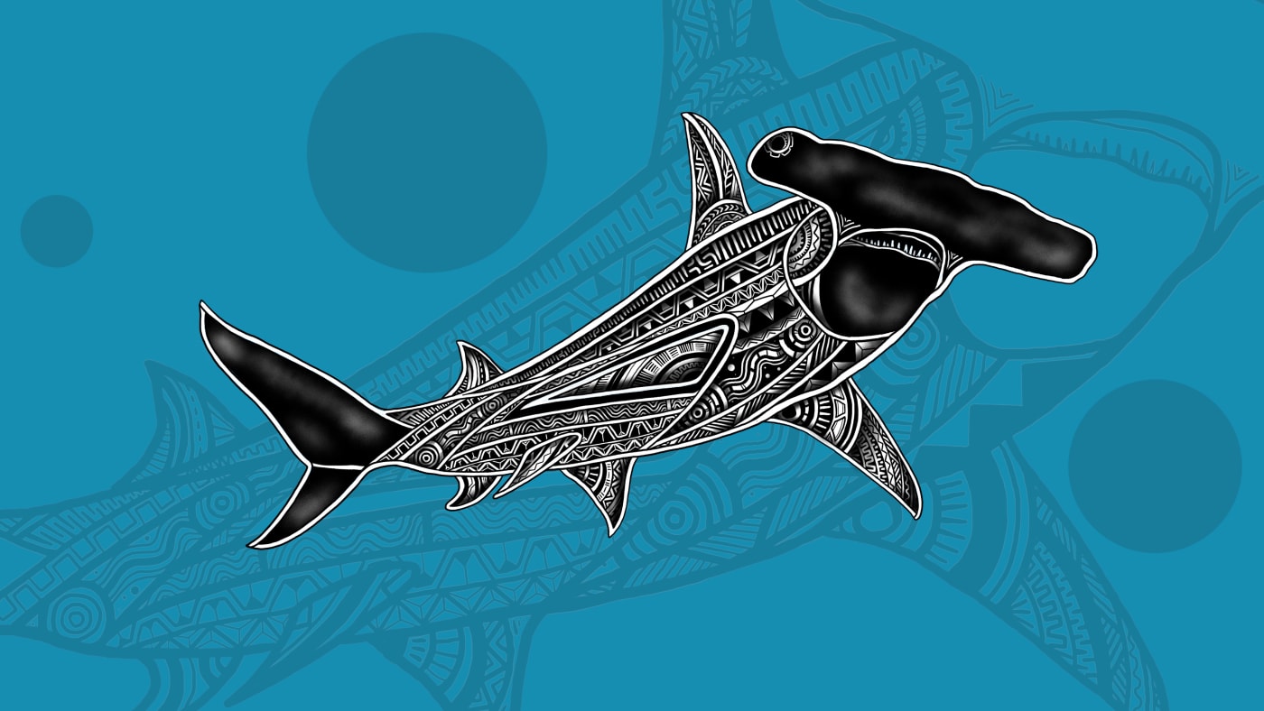 Hammerhead shark; Baidam (Jirrbal); Kuursi (Kalaw Lagaw Ya from Western Zenadth Kes).