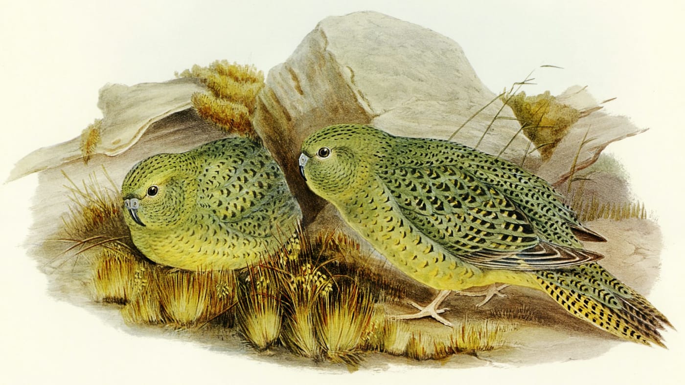 The night parrot lives in arid inland Australia. Pictured: an 1890 illustration by Elizabeth Gould. Wikimedia, CC BY