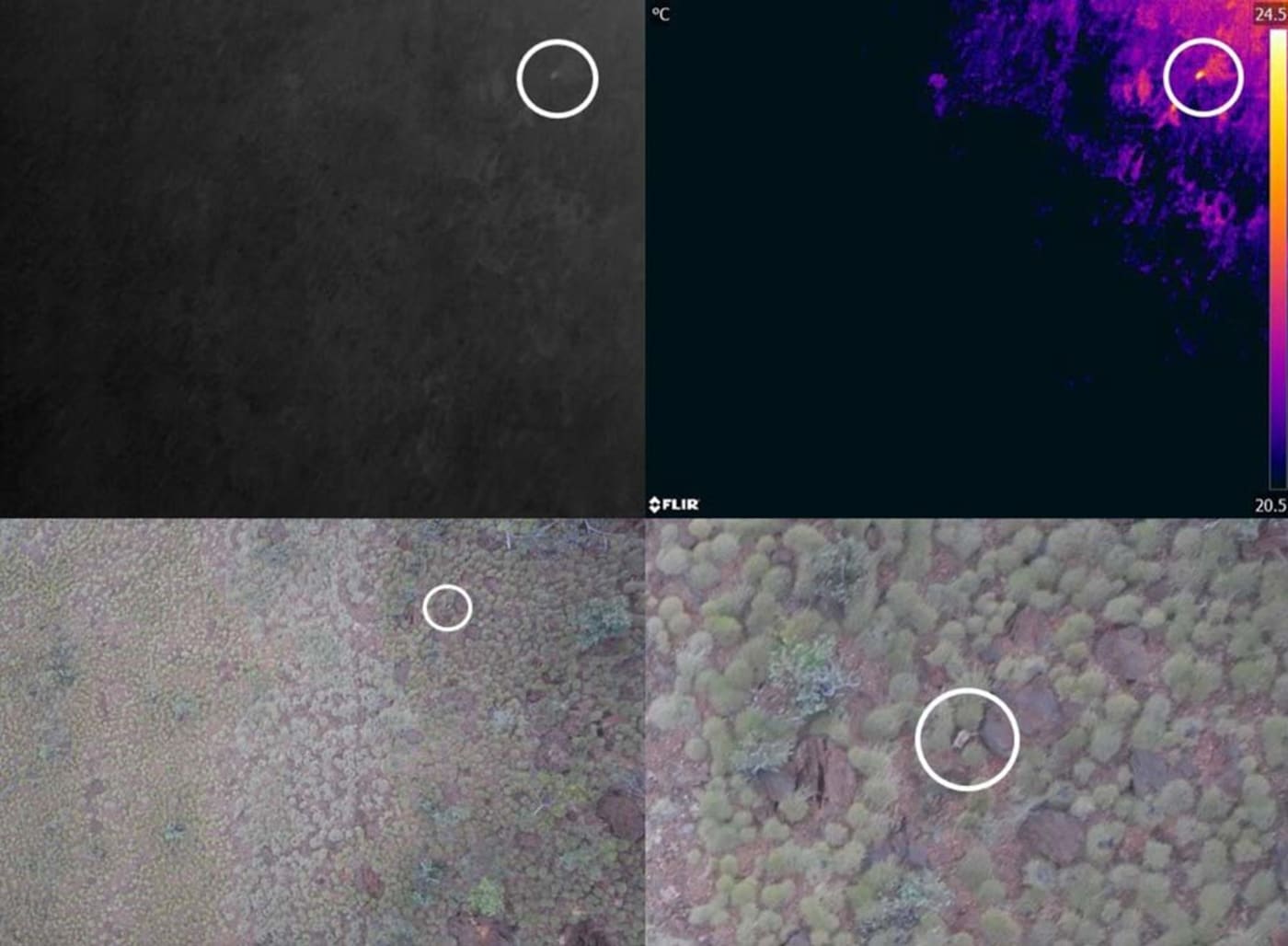 iliji (black-footed rock-wallaby, Petrogale lateralis kimberleyensis, circled) spotted on standard, night vision (top left) and thermal drone camera (top right)