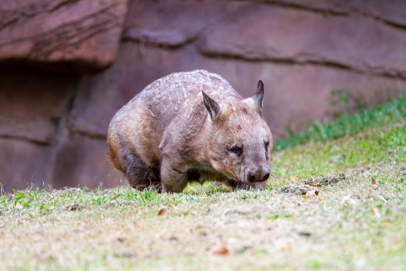 Northern hairy nosed wombat walking on grass.