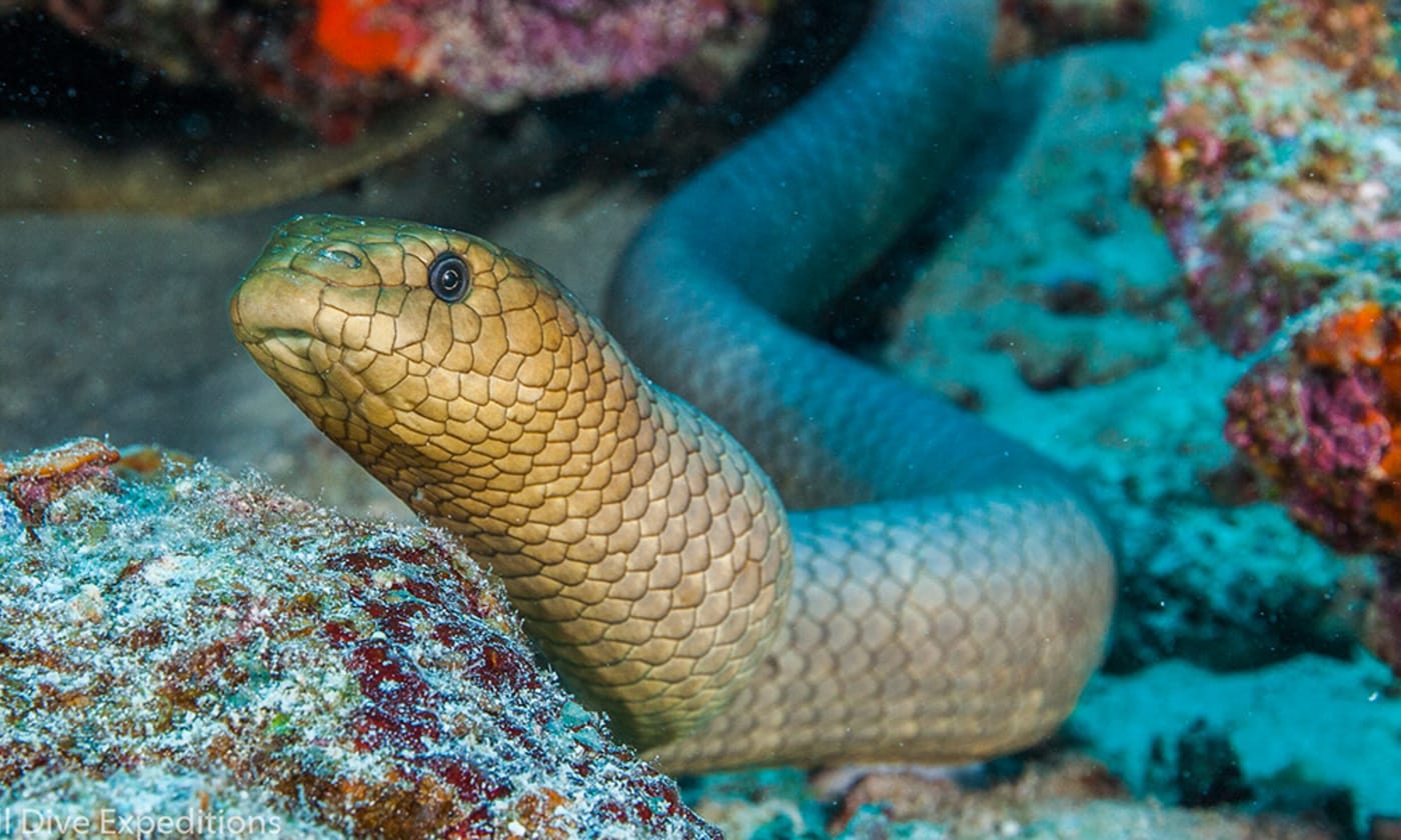 Olive sea snake, Lighthouse Bommie, Great Barrier Reef