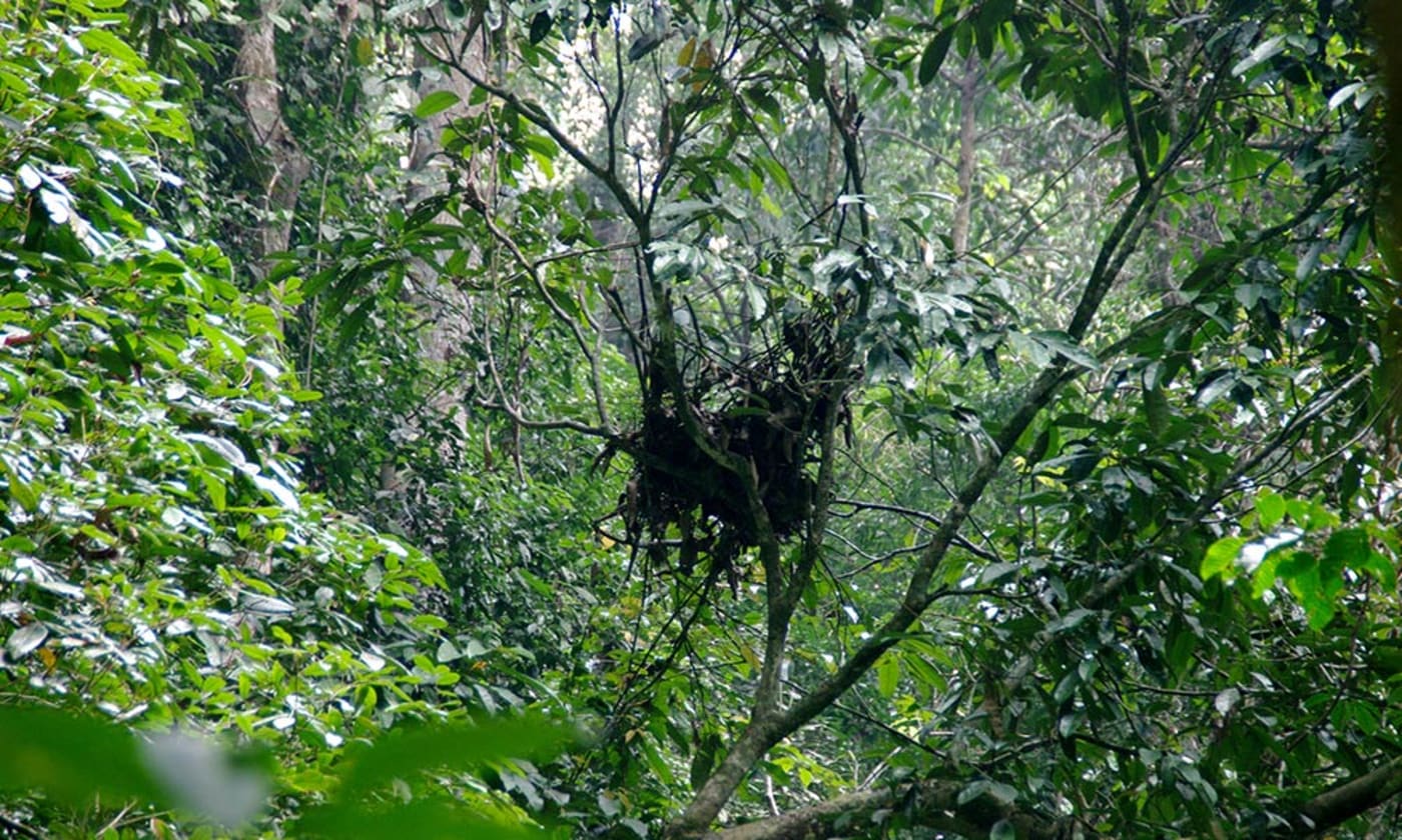 Orangutan's nest, in conservation area in Arabela-Schanner landscape, West Kalimantan, Borneo