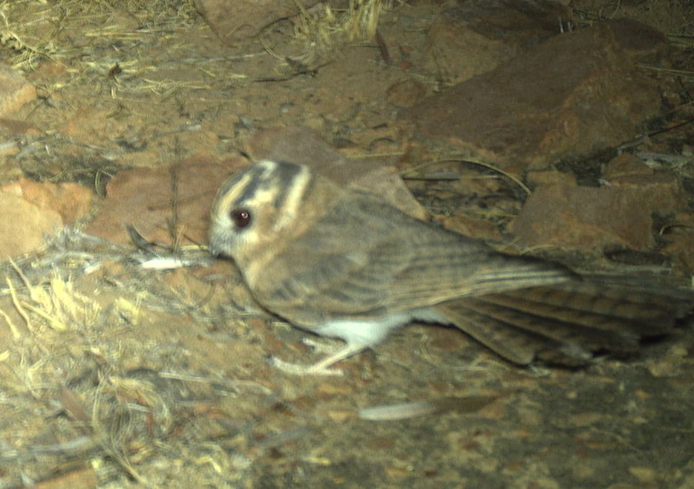 Cropped camera trap image of Australian owlet-nightjar (Aegotheles cristatus) Wilinggin IPA (Karunjie/Durack)