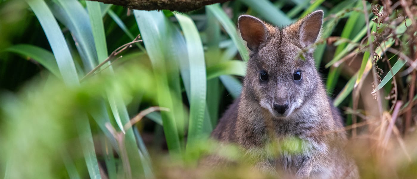 Parma wallaby